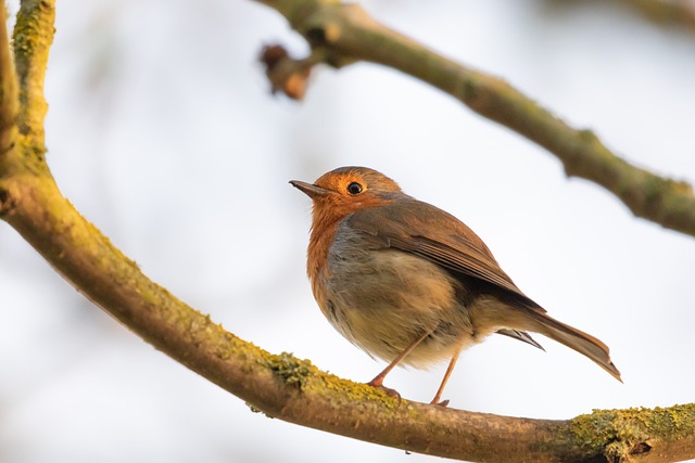 🐦 Elevate Your Bird Feeding Routine – Buy Bulk Sunflower Seeds with Calcium in Birmingham & Save!