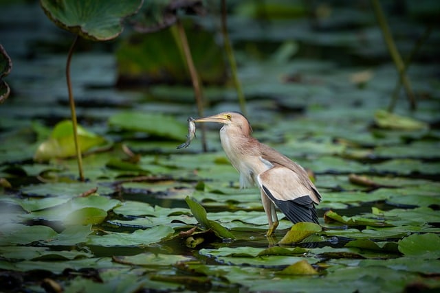 Wild Bird