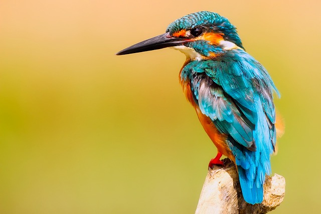Wild Bird