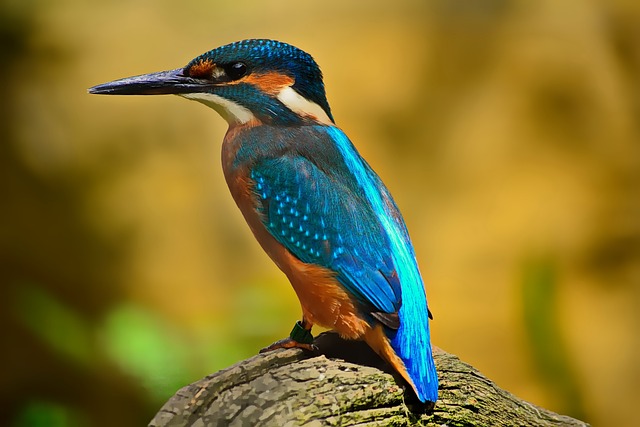 Wild Bird