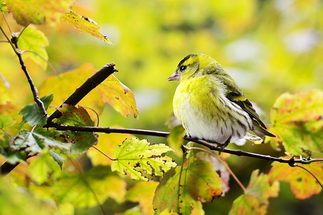 Wild Bird