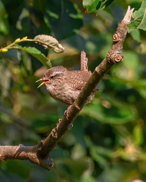 Attract More Birds, Save Money: Bulk Wild Bird Seed from Liverpool!