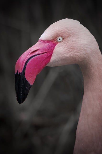 Wild Bird