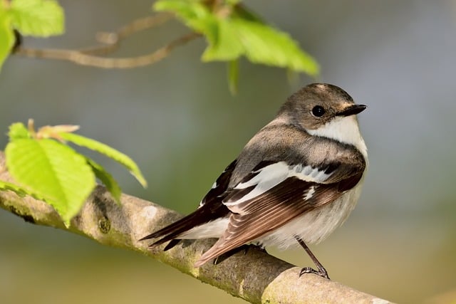 Eco-Friendly Savings: Bulk Dried Mealworms Boost Birdlife in Cardiff!