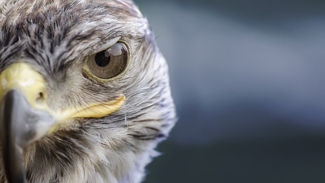 Wild Bird