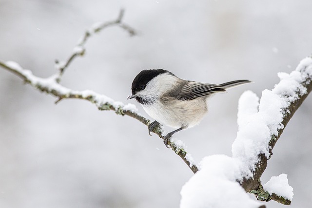 Wild Bird