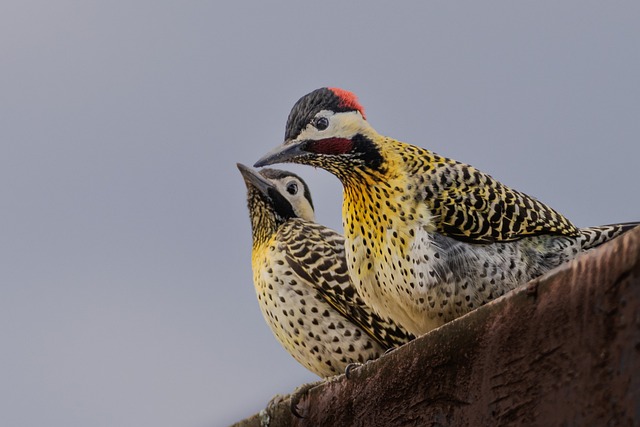 Wild Bird