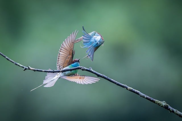wild-bird-640x480-66669689.jpeg