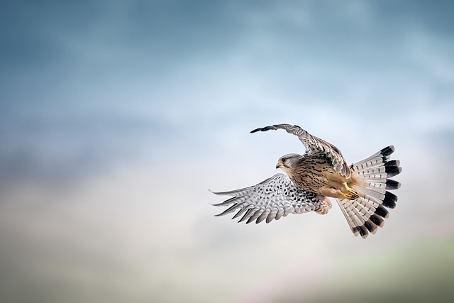 Wild Bird