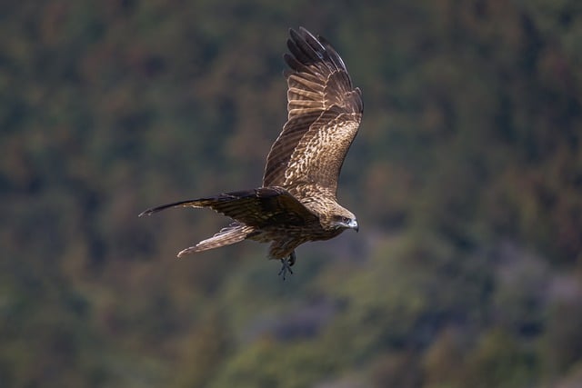 Wild Bird