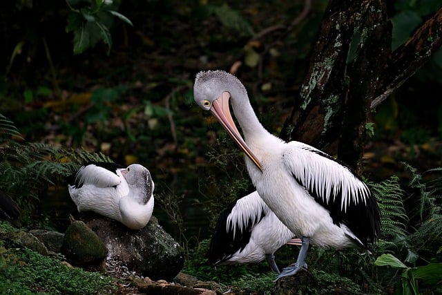Wild Bird