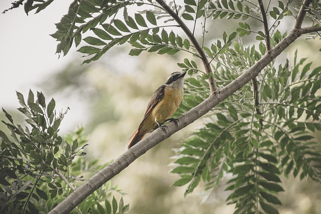 Wild Bird