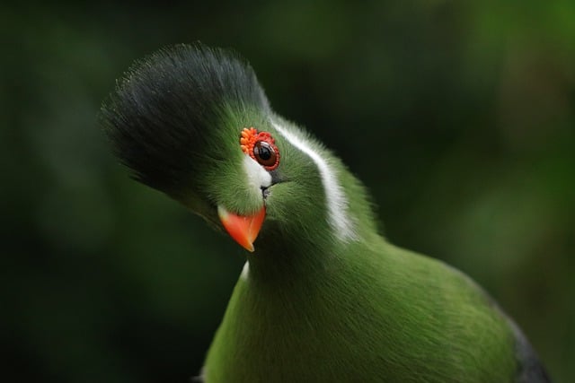 Wild Bird