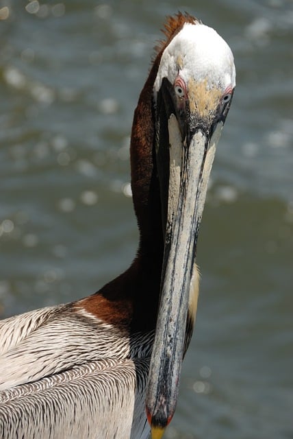 Wild Bird