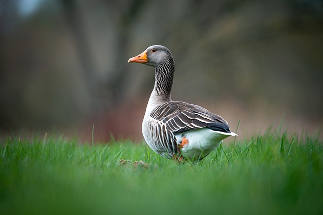 Wild Bird