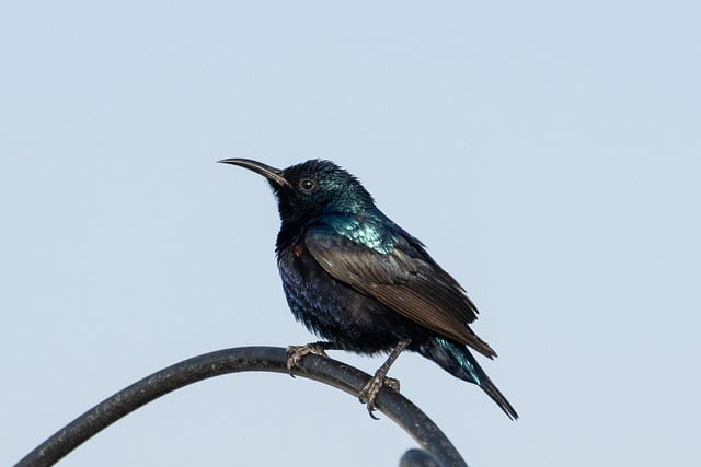 Wild Bird