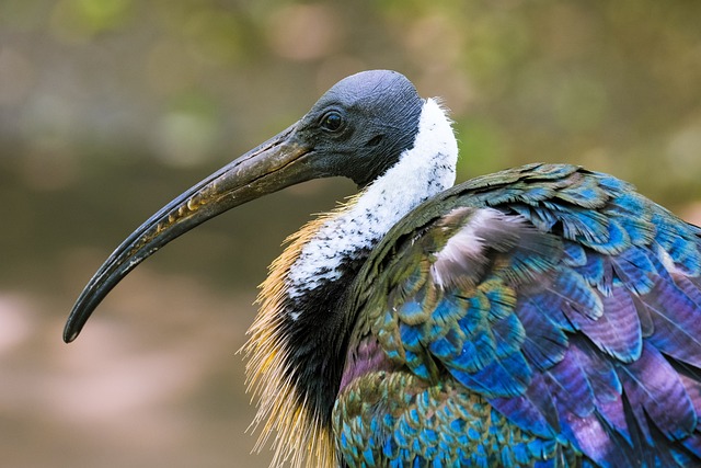 Wild Bird