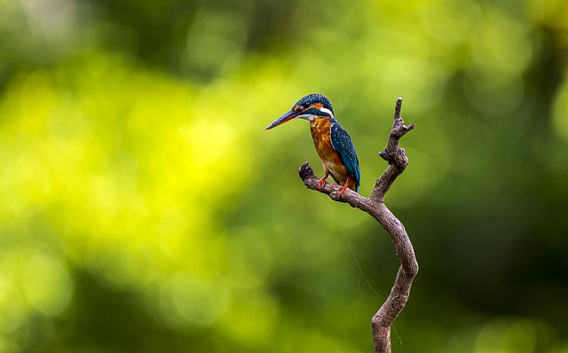 Wild Bird