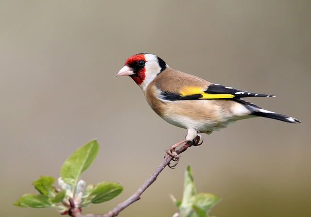 Wild Bird