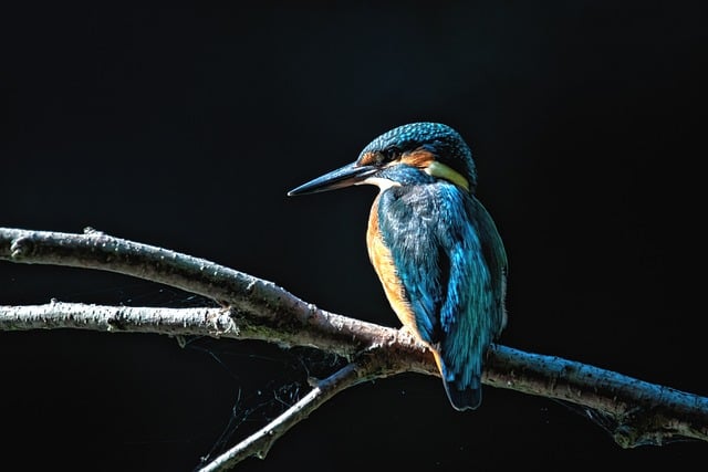 Wild Bird