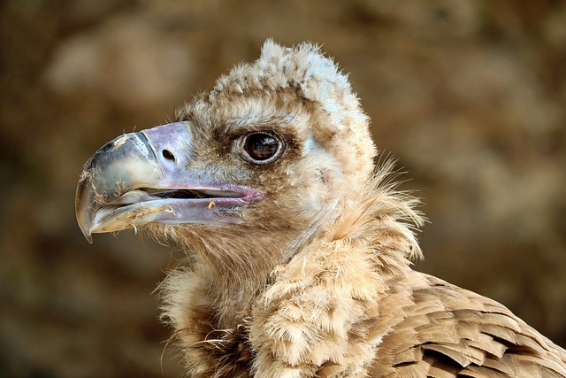 Wild Bird