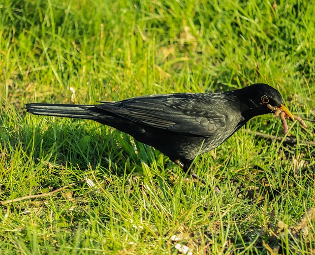 Elevate Your Garden’s Chirp with Liverpool’s Dried Mealworms – Save on Bird Feeding!