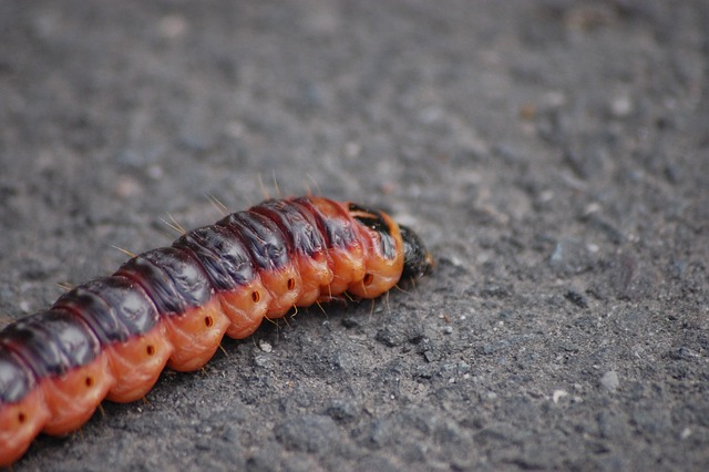 worms-640x480-38403791.jpeg