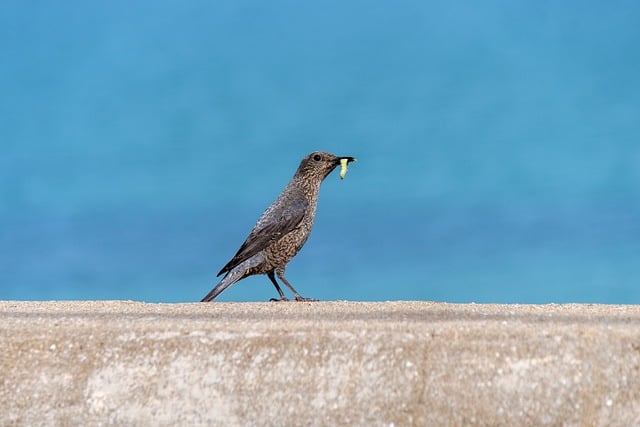 🐦 Enhance Your Bird Feeding with Calcium-Rich Seeds – Save on Bradford’s Premium Mix! Plus, Try Our Dried Mealworms for Extra Nutrition.