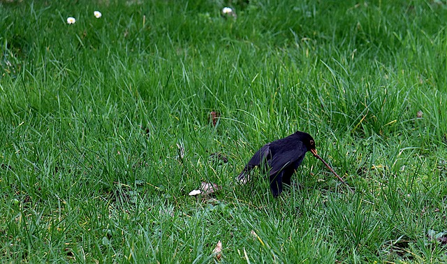🐛 Enrich Your Garden’s Chorus: Premium Dried Mealworms Attract Birds & Save in Birmingham!