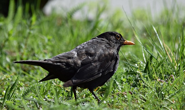 🌞 Elevate Your Bird Feeding – Sunflower Seeds & Mealworms, Bradford’s Natural Choice at a Savory Price!