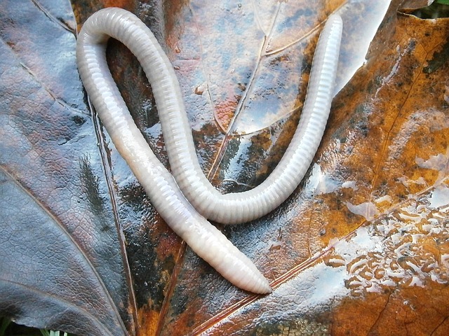 worms