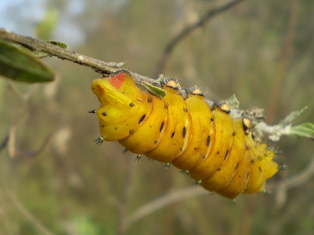 Boost Your Birdwatching Experience with Top-Grade Peanuts – Save Big in Bulk, Cardiff!