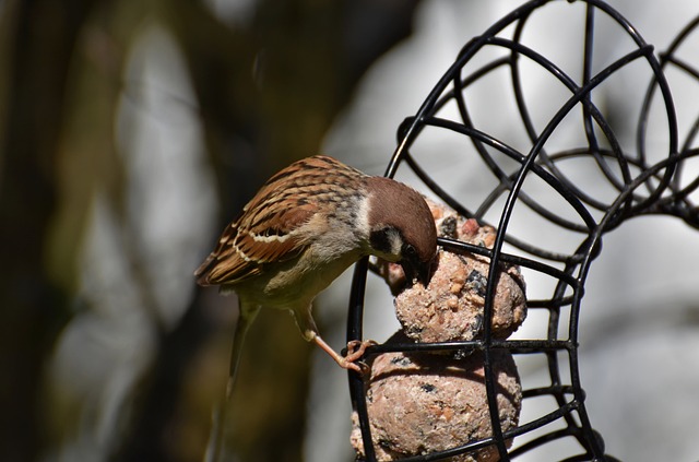 Transform Your Yard with Guardian Bird Feeders Sheffield: Free Shipping, All-Season Joy!
