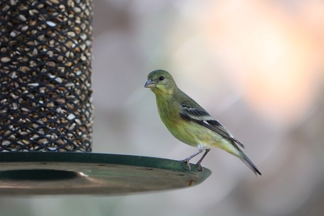 Save Big on Top-Quality Fat Balls: Bulk Peanuts for Birds in Bradford!