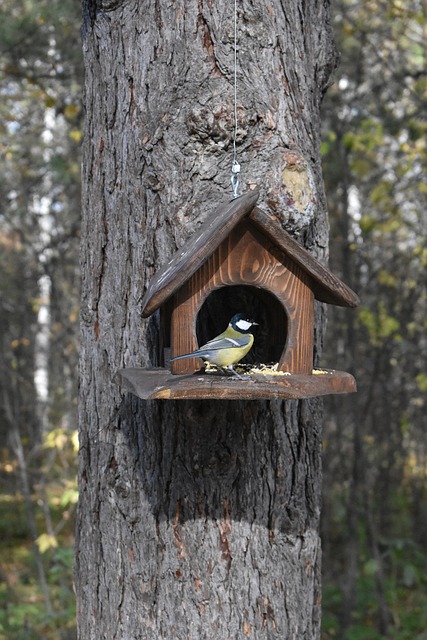 bird feeder