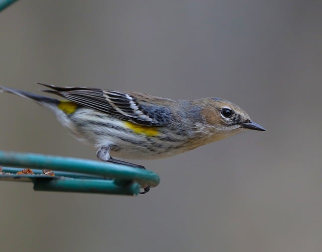 bird feeder