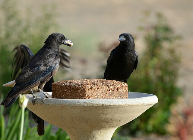 bird feeder