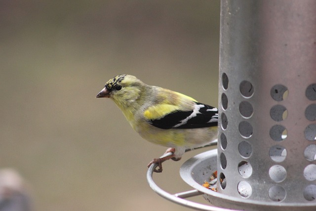 bird-feeder-640x480-2219213.jpeg