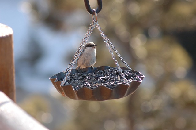 bird feeder
