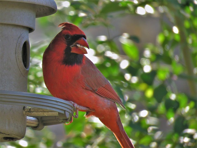 bird feeder