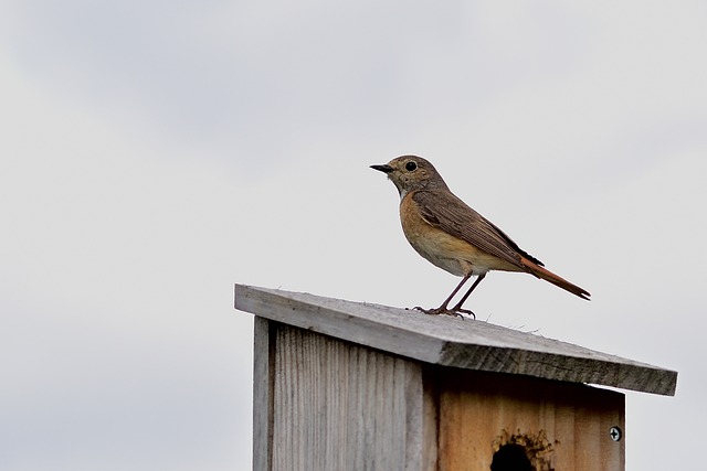 bird feeder
