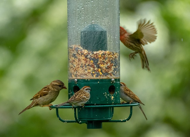 bird feeder