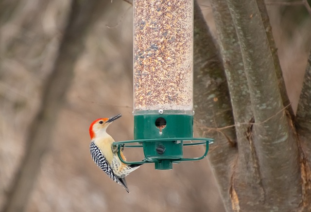 bird feeder