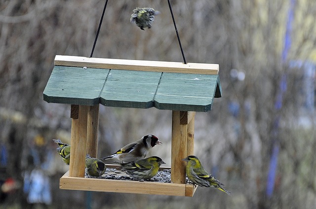 bird feeder