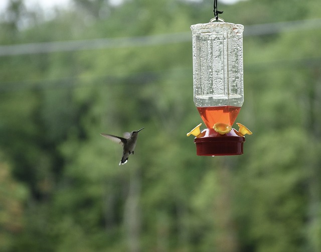 Feed Birds, Save Money: Birmingham’s Top Fat Balls from Guardian Bird Feeders