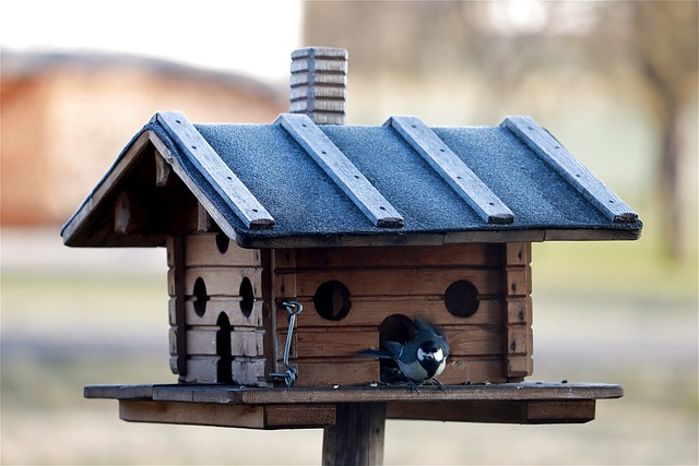 bird feeder