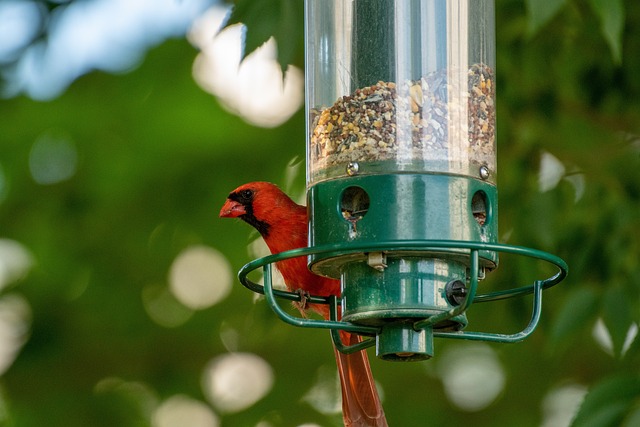 bird-feeder-640x480-44780625.jpeg