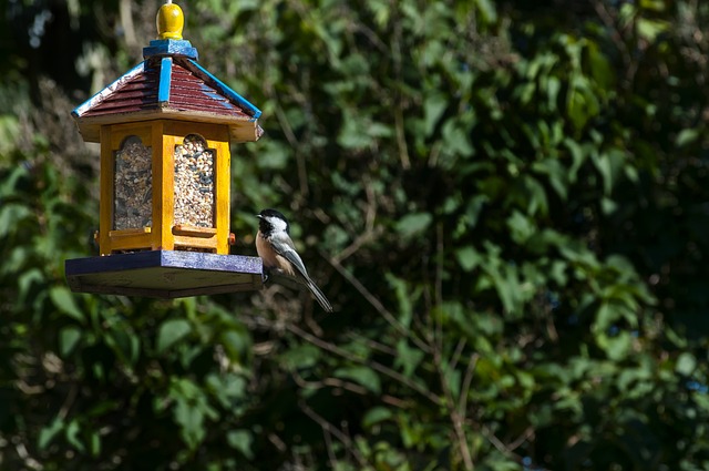 bird feeder