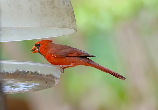 bird feeder