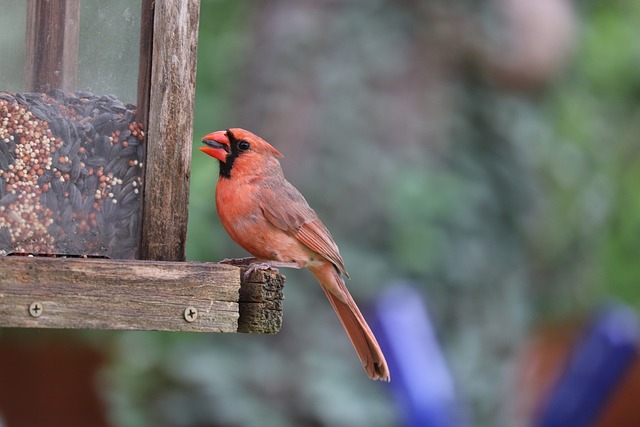 bird feeder